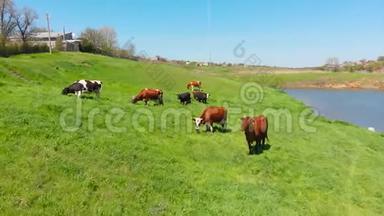 牧场上<strong>一</strong>片绿油油的草地上，<strong>一群牛</strong>在嚼草